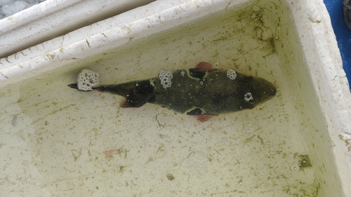 Takifugu rubripes observed 2026-04-19