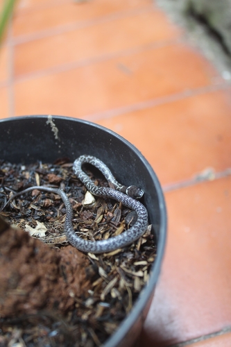 Lycodon capucinus