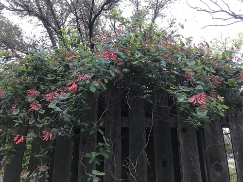 Lonicera sempervirens