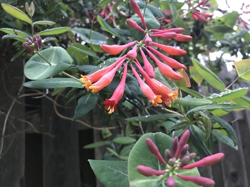 Lonicera sempervirens