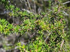 Eriogonum fasciculatum fasciculatum