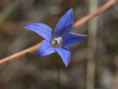 Wahlenbergia luteola