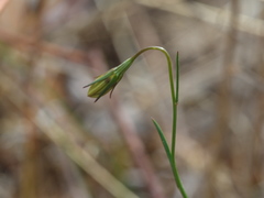 Wahlenbergia luteola