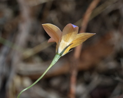 Wahlenbergia luteola