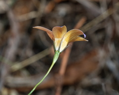 Wahlenbergia luteola