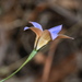 Wahlenbergia luteola - Photo (c) Lorraine Phelan, some rights reserved (CC BY-NC), uploaded by Lorraine Phelan