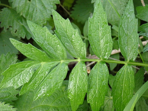 Valeriana excelsa, photograph 4