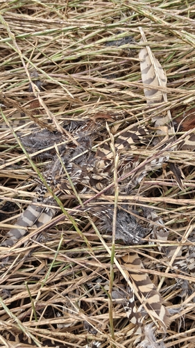 Plume de Butor étoilé