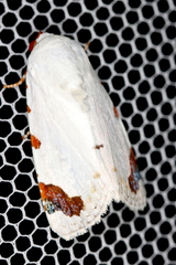 Chasmina pulchra