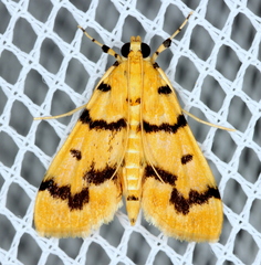 Dichocrocis clytusalis