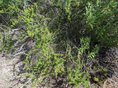 Eriogonum fasciculatum fasciculatum