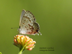 Catopyrops florinda