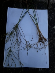 Juncus anthelatus