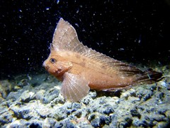 Ablabys macracanthus