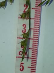 Juncus anthelatus
