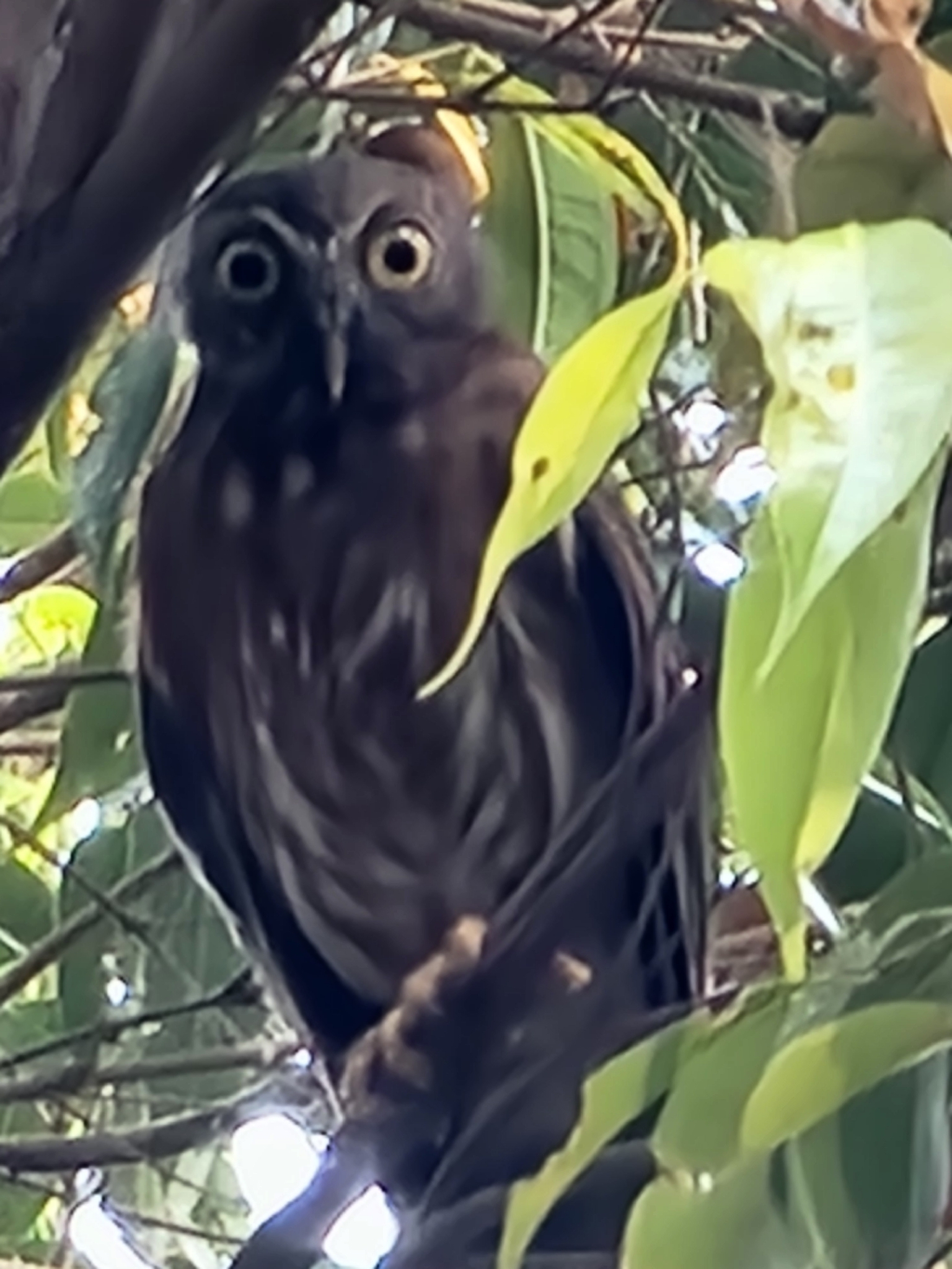 Luzon Boobook (Ninox philippensis), photo 1