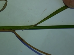 Juncus anthelatus