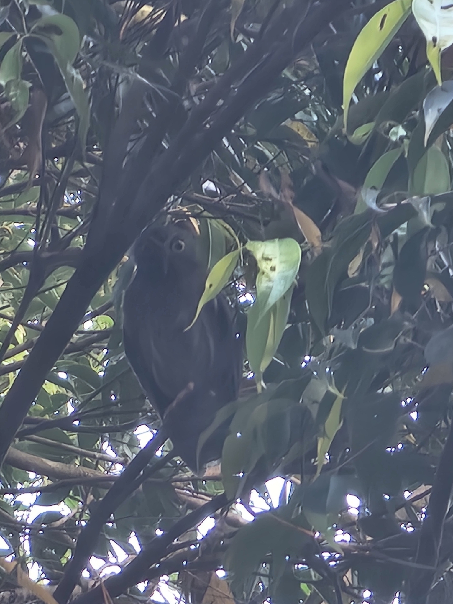 Luzon Boobook (Ninox philippensis), photo 2