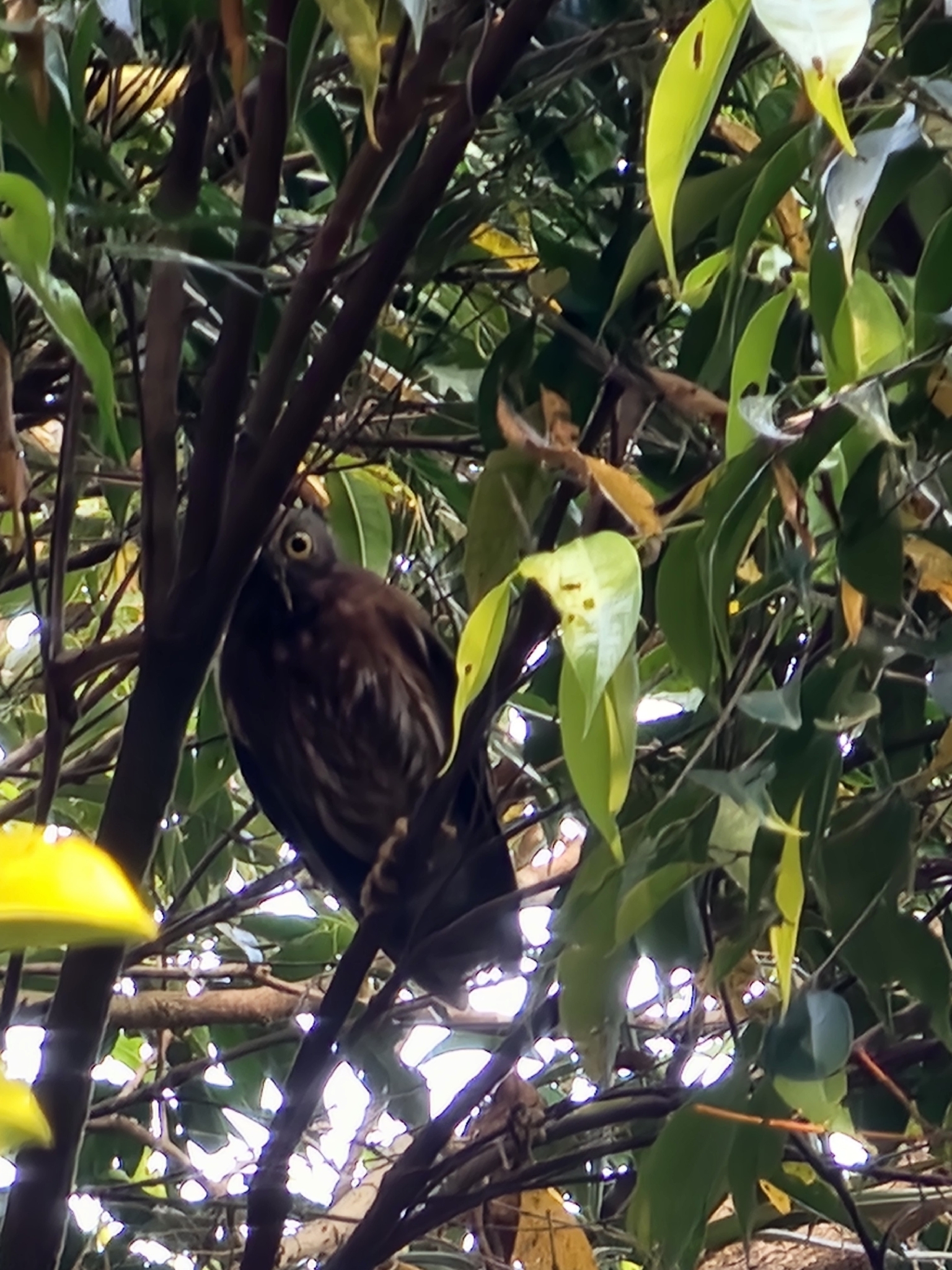 Luzon Boobook (Ninox philippensis), photo 3
