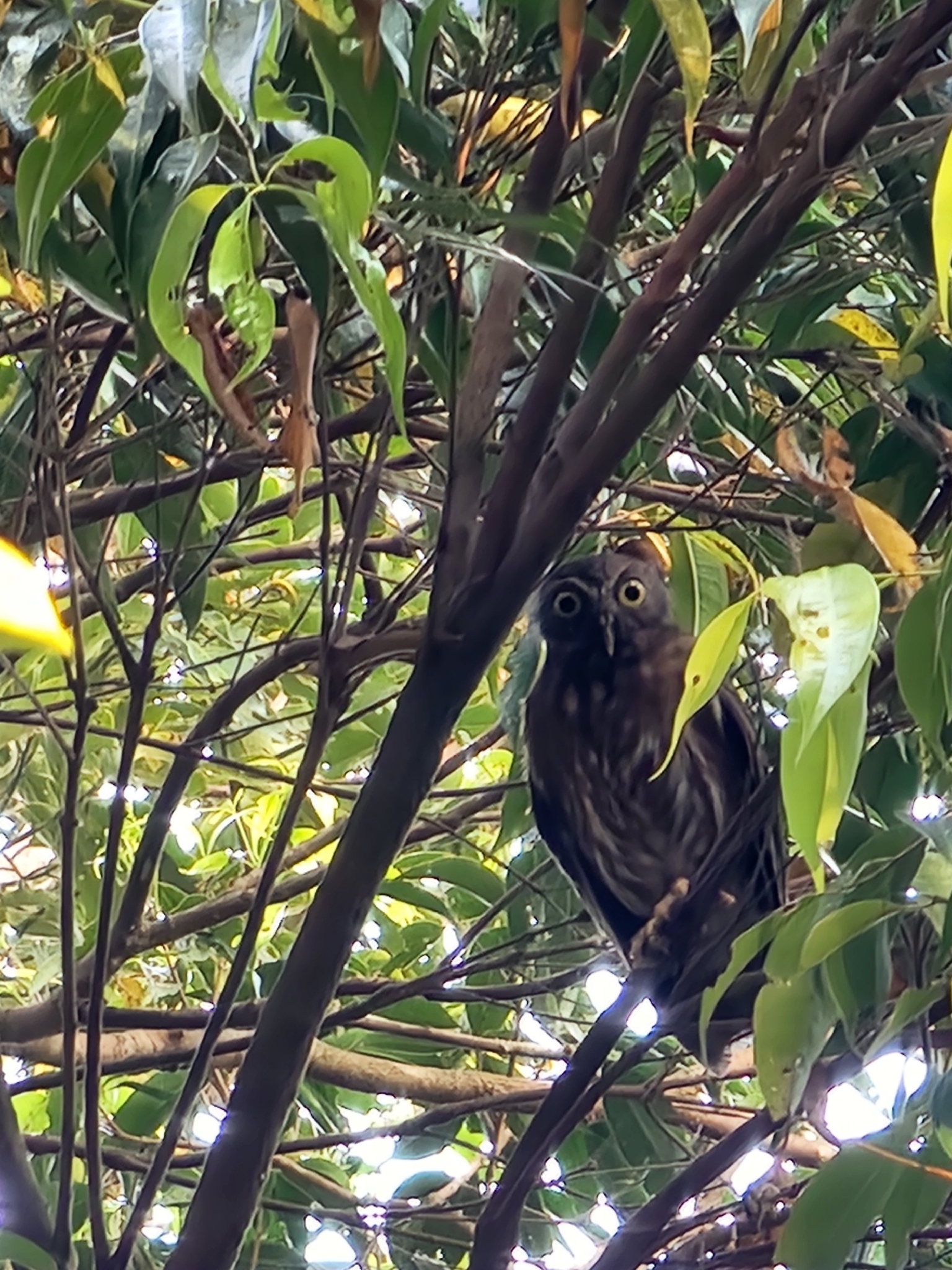 Luzon Boobook (Ninox philippensis), photo 4
