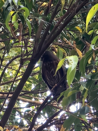 Luzon Boobook (Ninox philippensis), photo 8