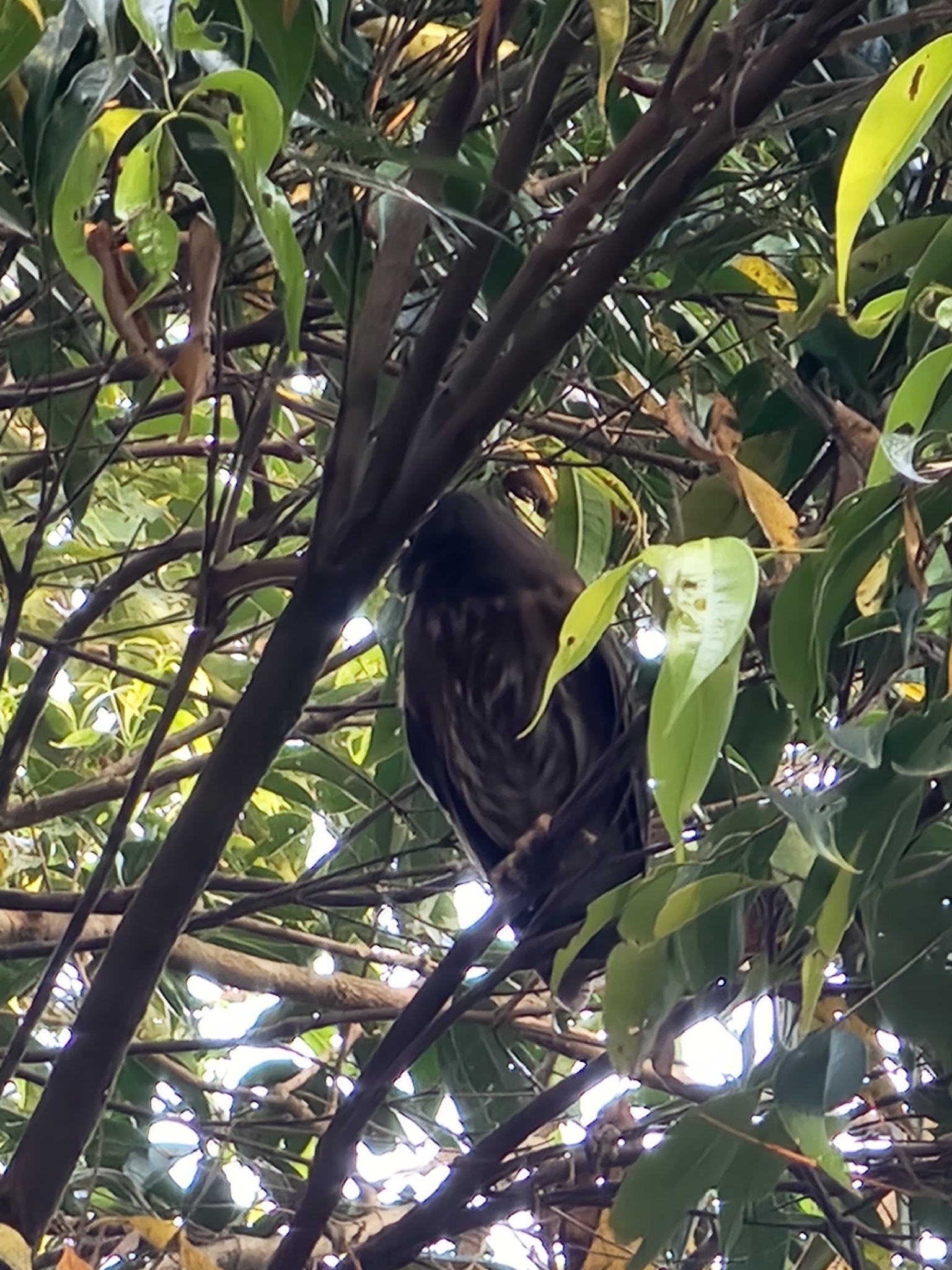 Luzon Boobook (Ninox philippensis), photo 5