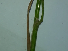 Juncus anthelatus