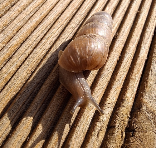 Rumina decollata