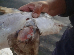 Callorhinchus callorynchus