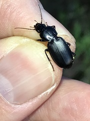 Pterostichus californicus