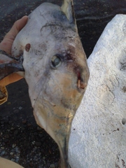 Callorhinchus callorynchus