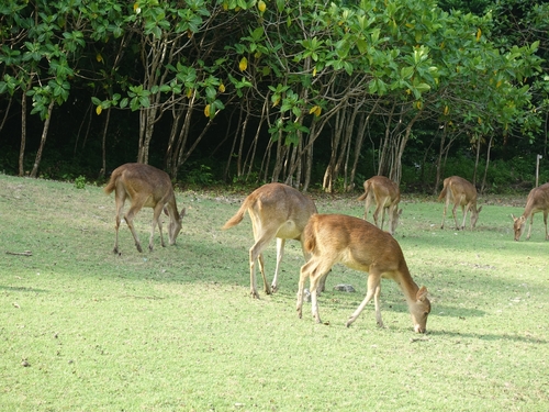 Rusa timorensis
