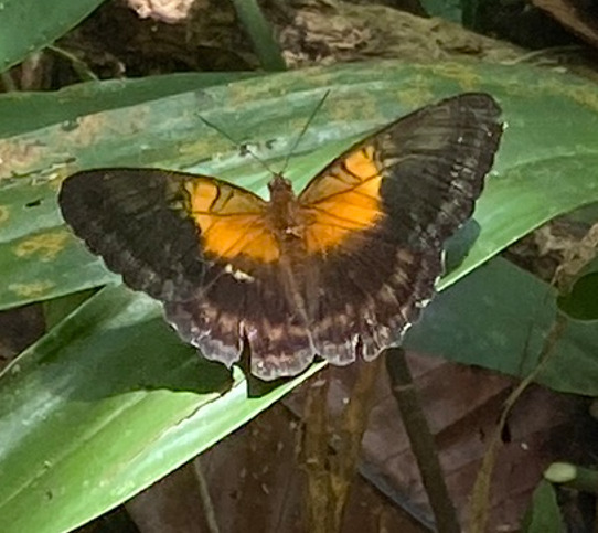 Parthenos aspila (Parthenos aspila)