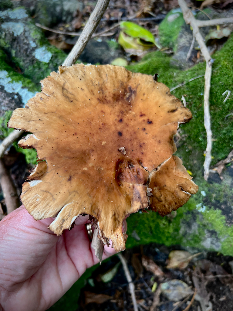 Cyclocybe parasitica · April 2026 · photo: © sue_leov (iNaturalist, cc0)