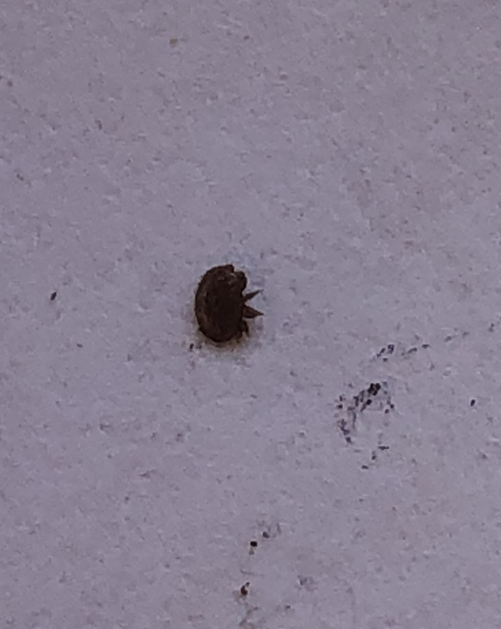 Varroa destructor Anderson & Trueman, 2000