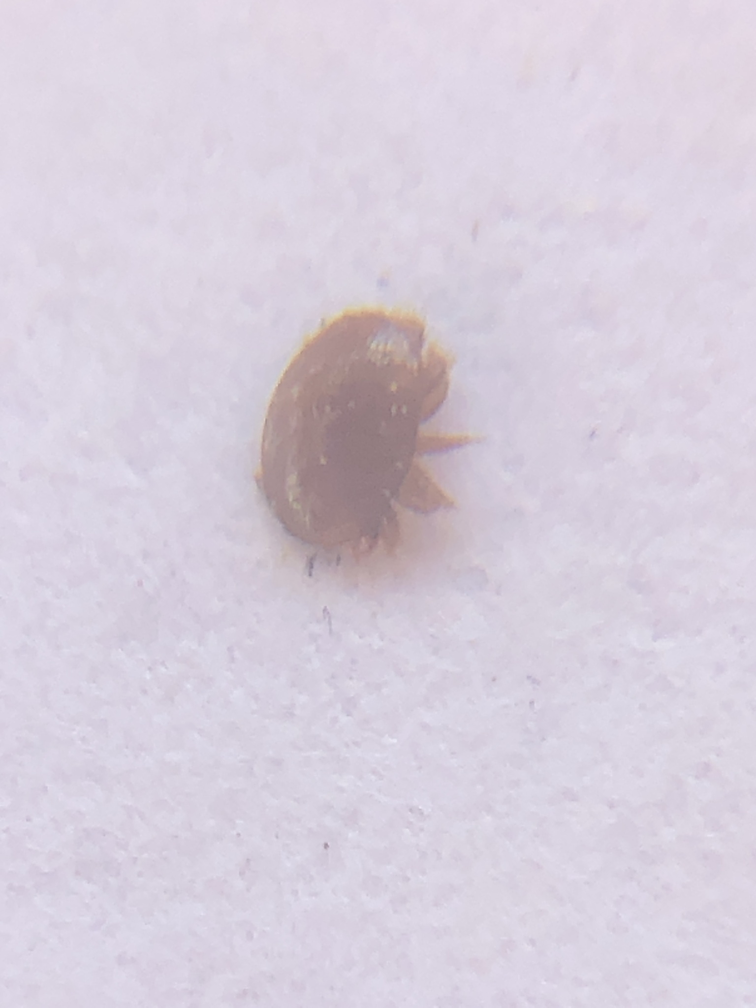 Varroa destructor Anderson & Trueman, 2000