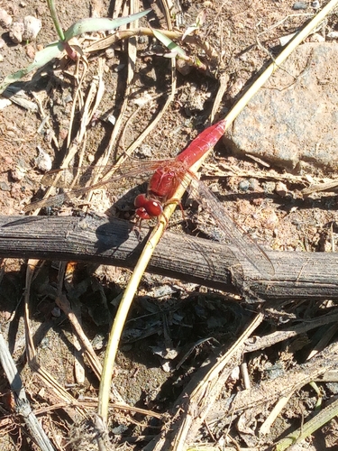 Broad Scarlet