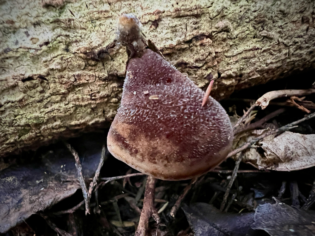 Auricularia cornea · April 2026 · photo: © sue_leov (iNaturalist, cc0)