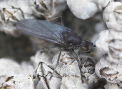 Oedoparena