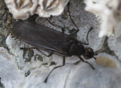 Oedoparena