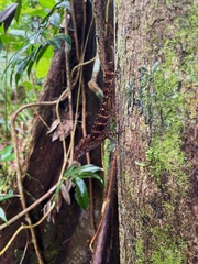 Anolis gundlachi