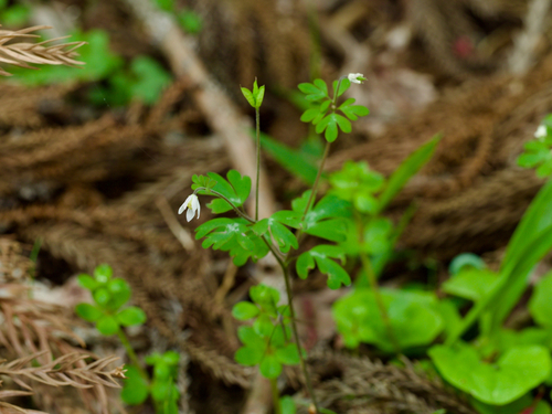 Semiaquilegia adoxoides, photograph 3