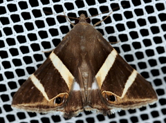 Grammodes