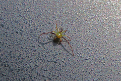 Australomisidia pilula