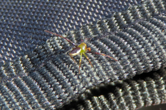 Australomisidia pilula