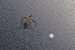 Australomisidia pilula