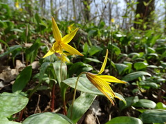 Erythronium rostratum