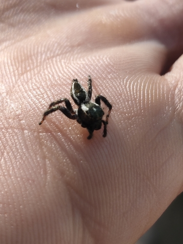 Carrhotus viduus