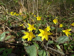 Erythronium rostratum