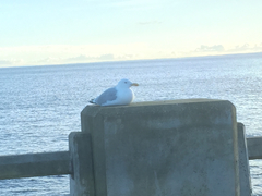 Larus argentatus argentatus